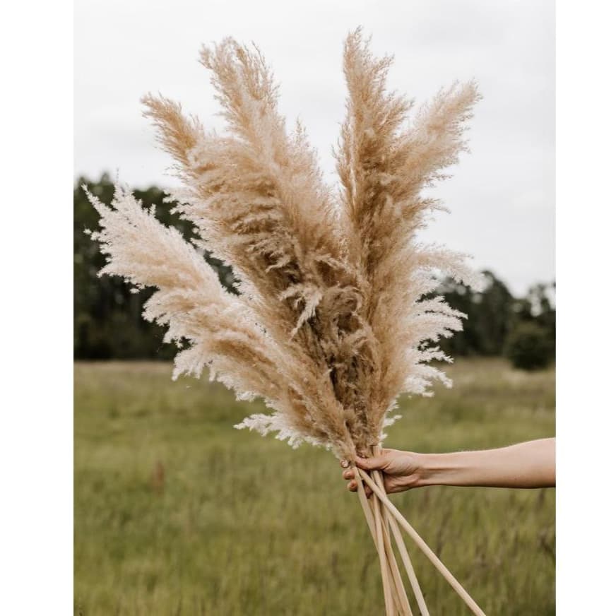 Capim dos Pampas - 10 Hastes de 1,20m (Tam. Grande)