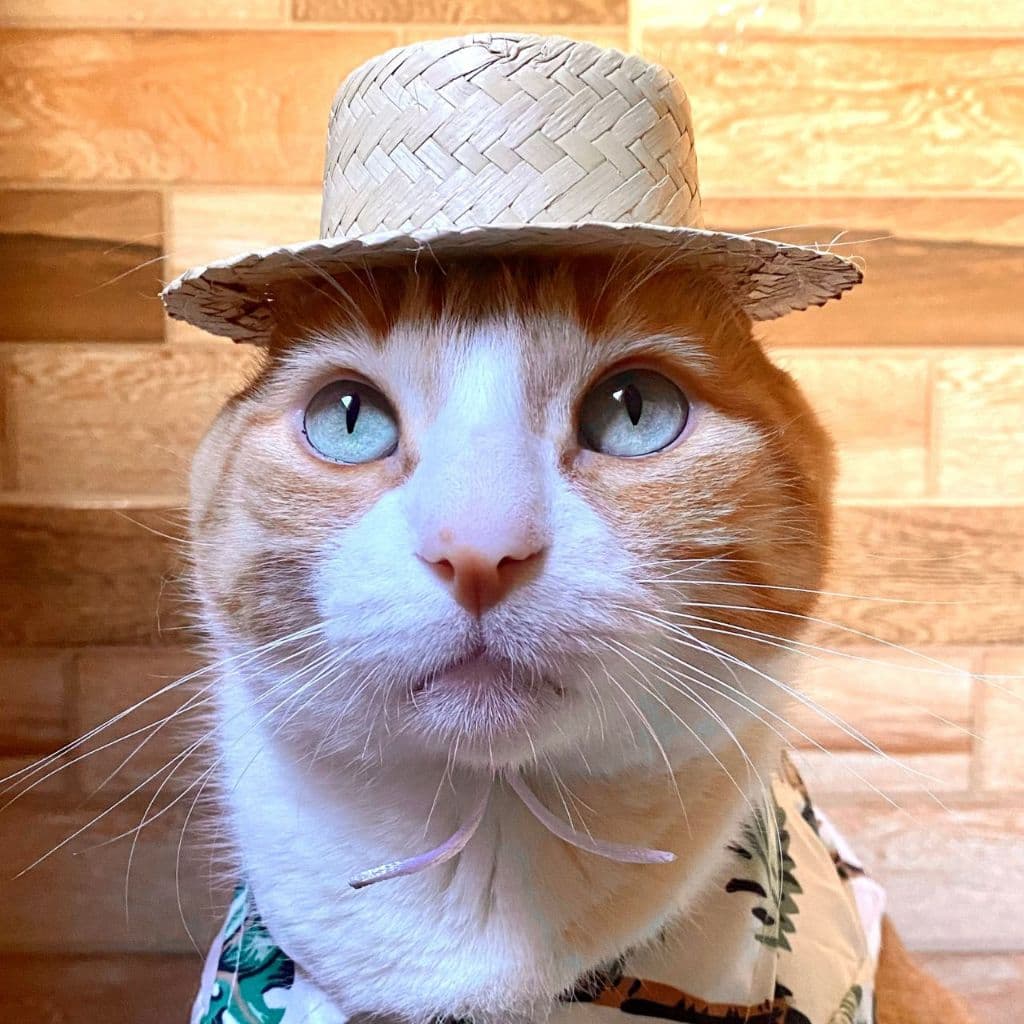 Chapéu de palha gato e cachorro regulável