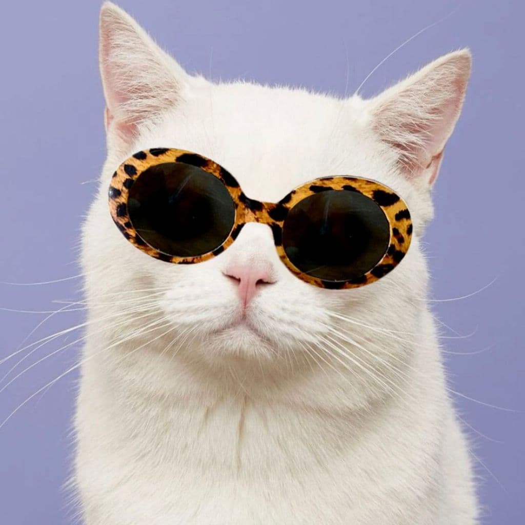 Óculos de sol pet oncinha para gato e cachorro