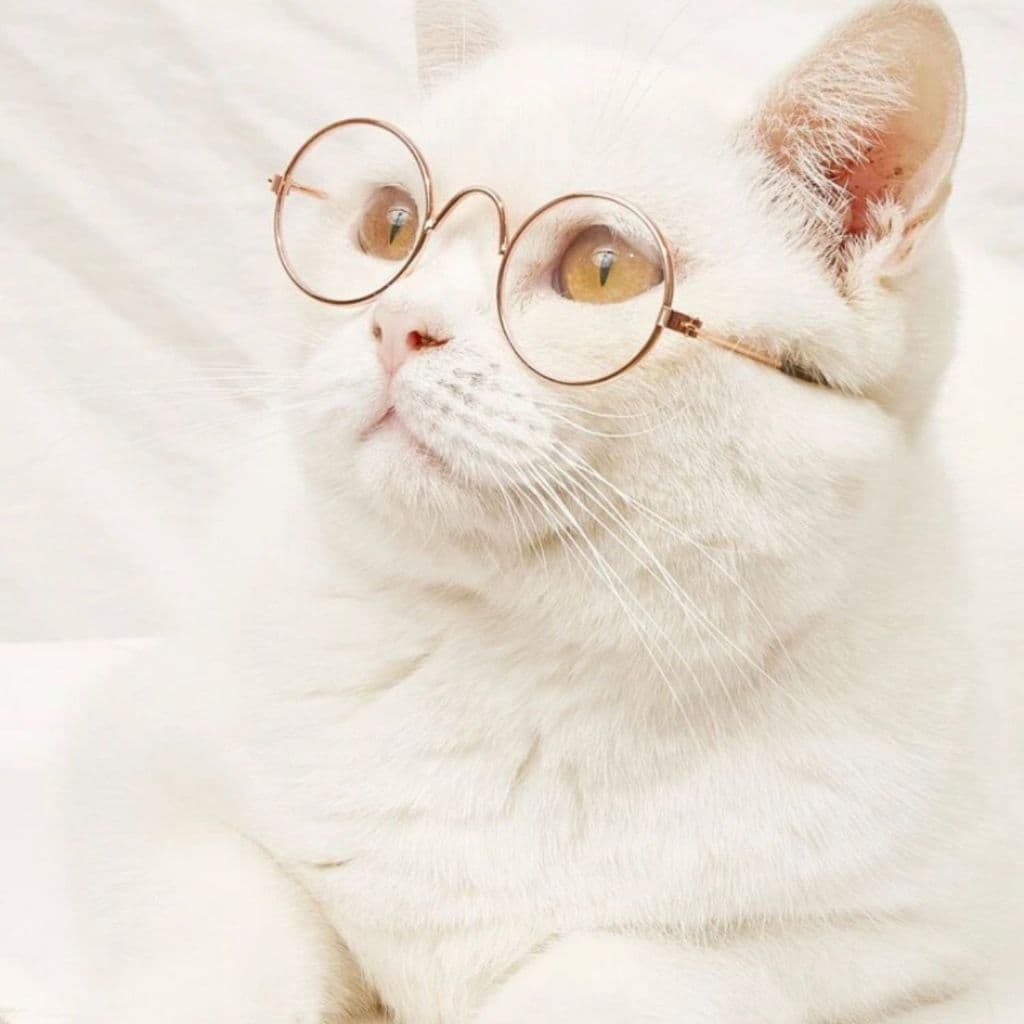 Óculos pet armação dourada para gatos e cachorro