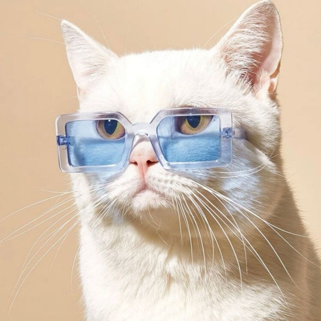 Óculos pet quadrado azul para gato e cachorro