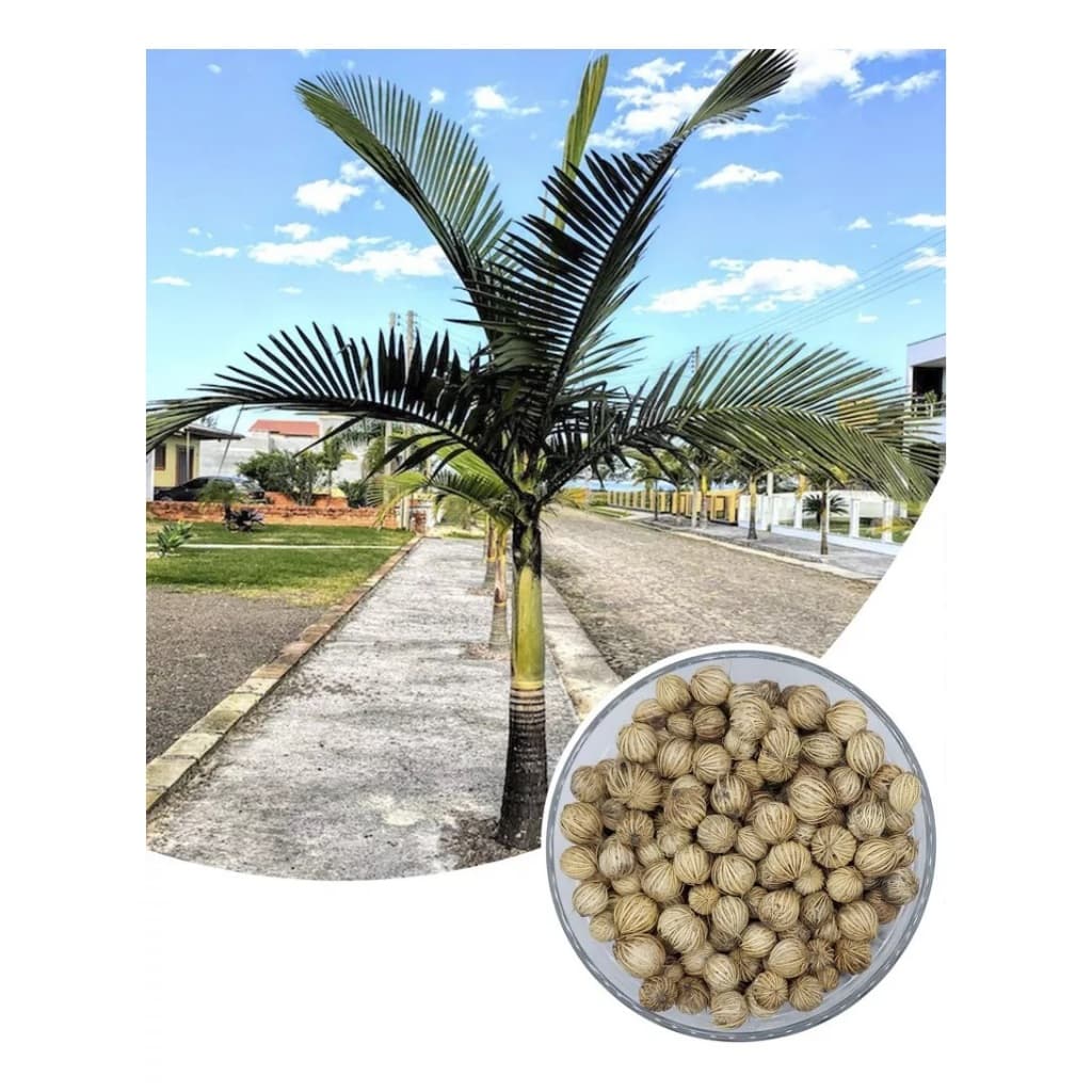 Sementes Palmeira Real Australiana Para Plantio Coqueiro
