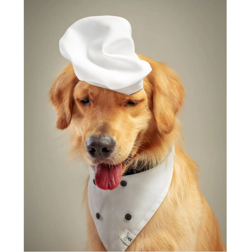Chapéu para pet cachorro gato MASTER CHEF