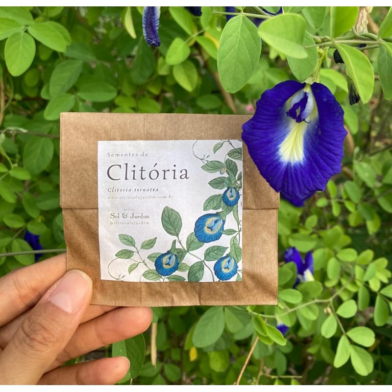 20 Sementes de Flor Clitória, Fada-azul, Feijão-borboleta, Ervilha-borboleta (Clitoria ternatea)