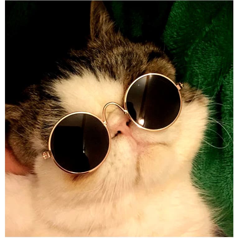 Óculos de Sol Para Gatos