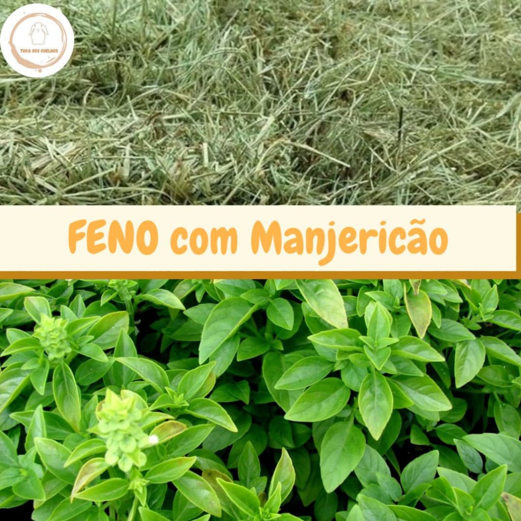 Feno Coast Cross com Manjericão - pacote com 500g