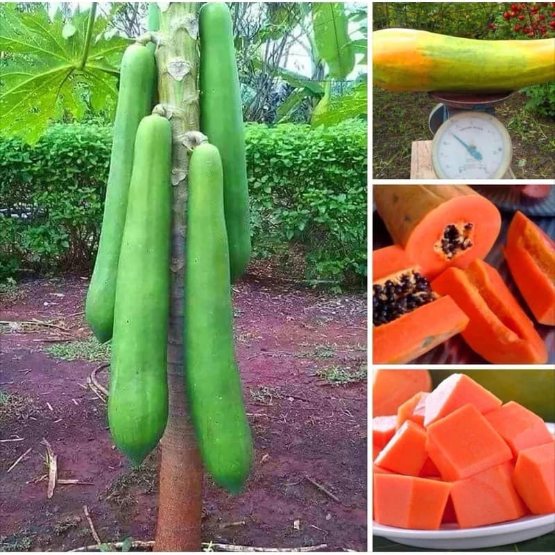 20 Sementes de Mamão De Metro Gigante