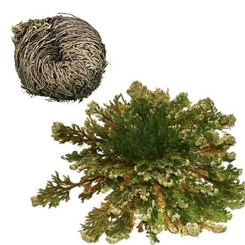 Rosa de Jericó - Planta da Ressurreição