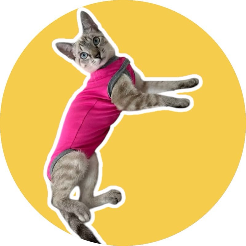 Roupa Gato Pós Cirúrgica Castração