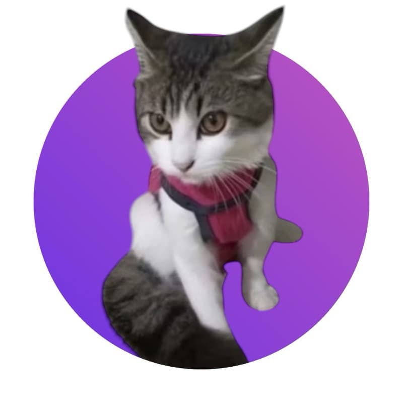 kit 2 un de roupa pós cirúrgica para gato