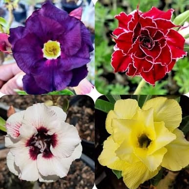 Sementes Rosa do Deserto Mix de Cores Triplas e Dobradas