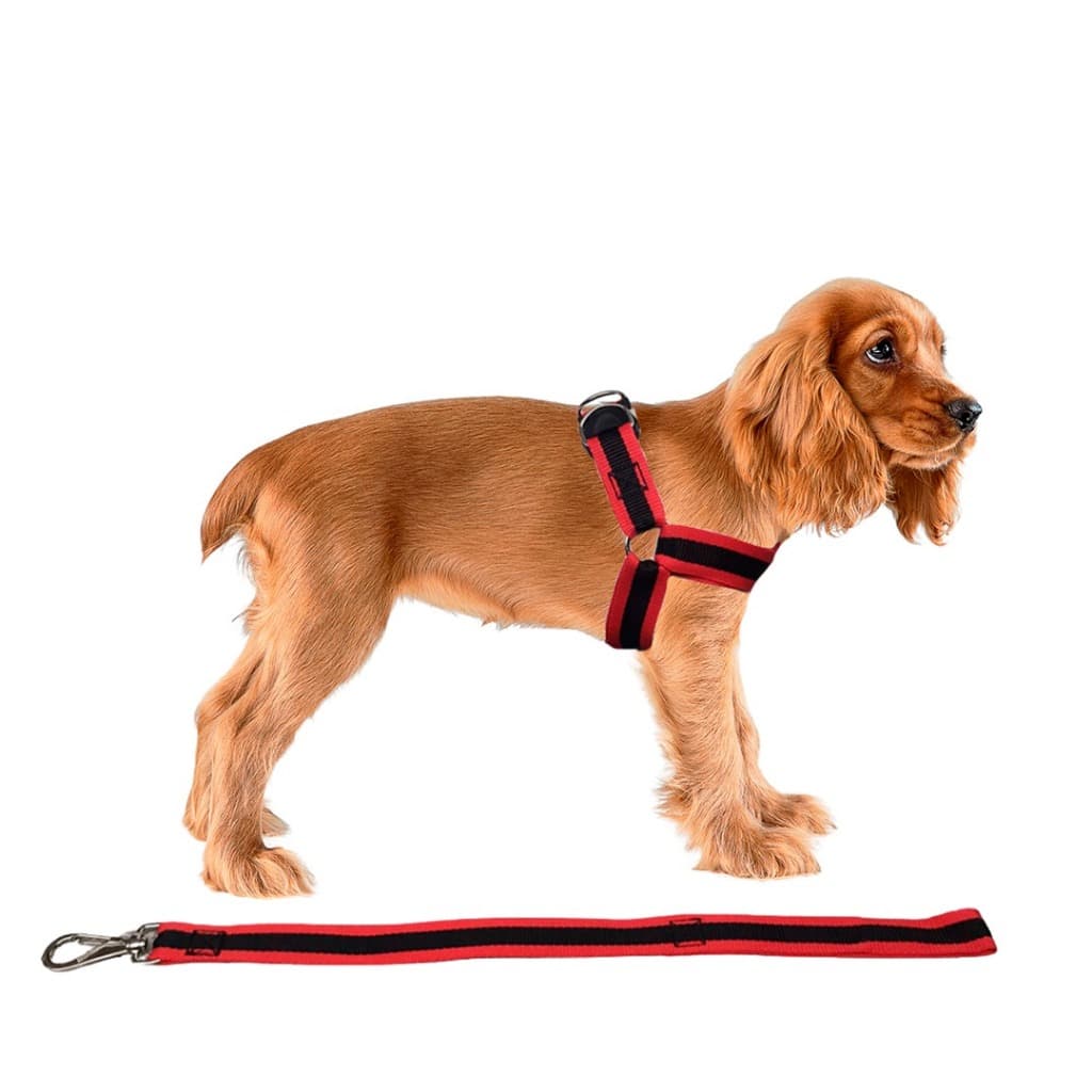 Conjunto Peitoral Com Guia Nylon Premium Americano Resistente Para Cachorro Cão Médio A Grande Porte