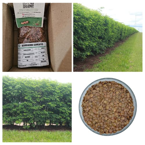 1.000 Semente De Sansão Do Campo Para Cerca Viva (sabiá)