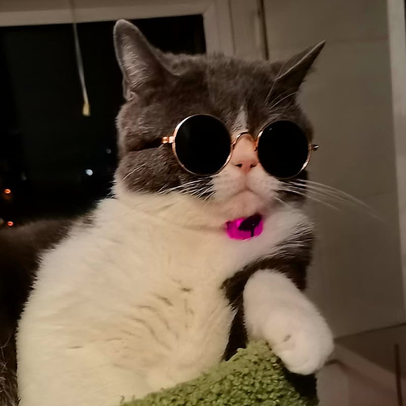 Óculos Pet Cachorro Gato Diversas Cores Óculos Para Animais De Estimação