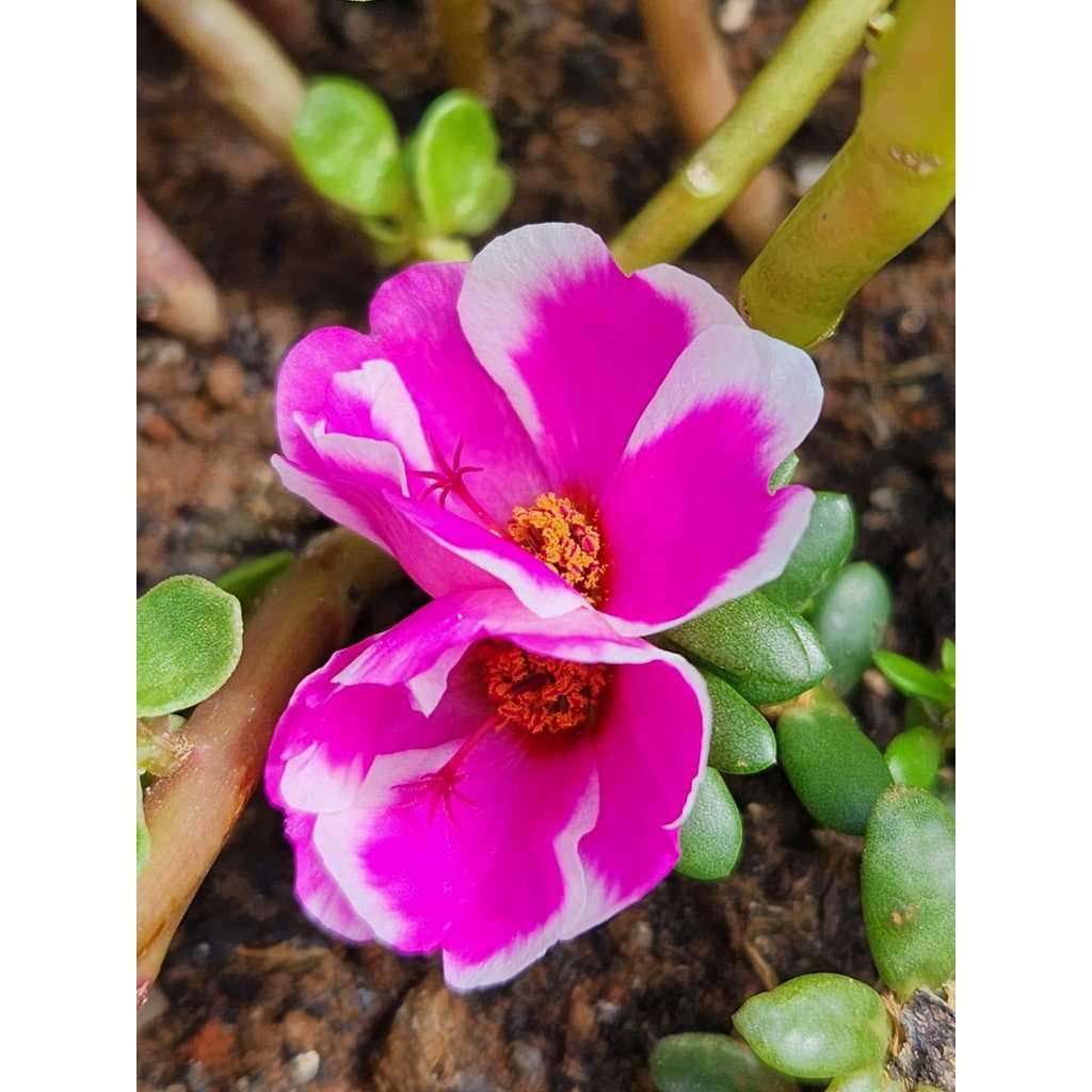 Onze Horas -  Rasteirinhas