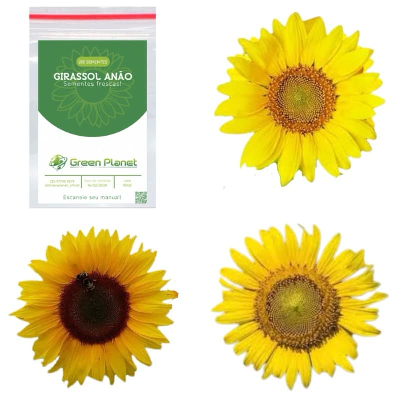 200 Sementes de Girassol Anão - Faça seu Jardim!