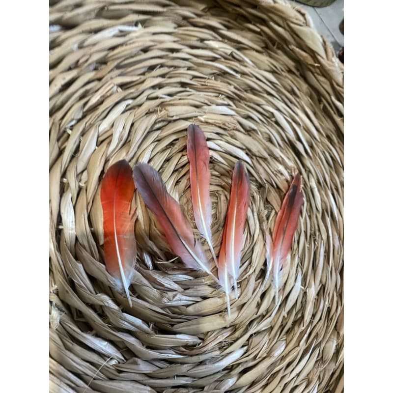 Pena de Acodidé Ekodidé Candomblé