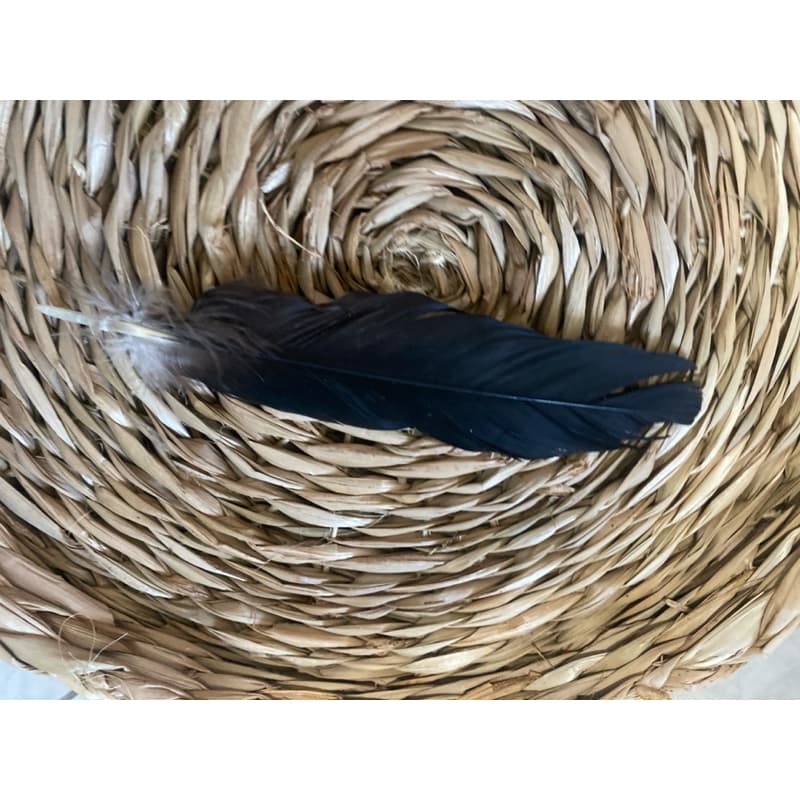 Pena de pássaro Igun Urubu Abutre para ritual de candomblé valor unitário