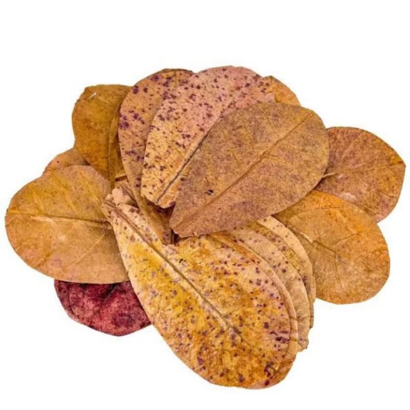 Folha De Amendoeira Castanheira Castanhola  10 Folhas para peixes
