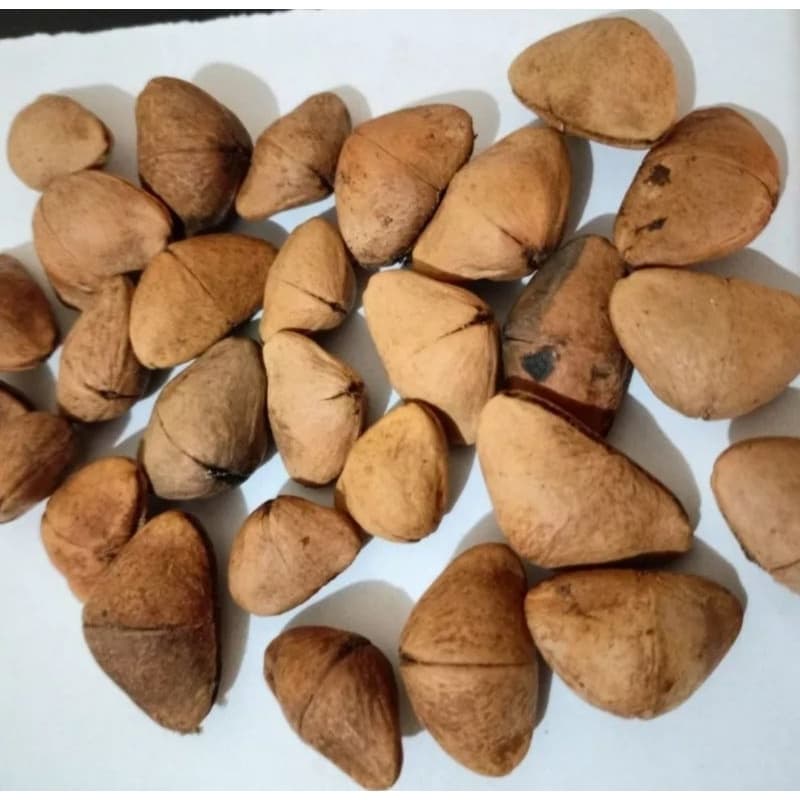 15 Sementes De Aguaí (chapéu De Napoleão)