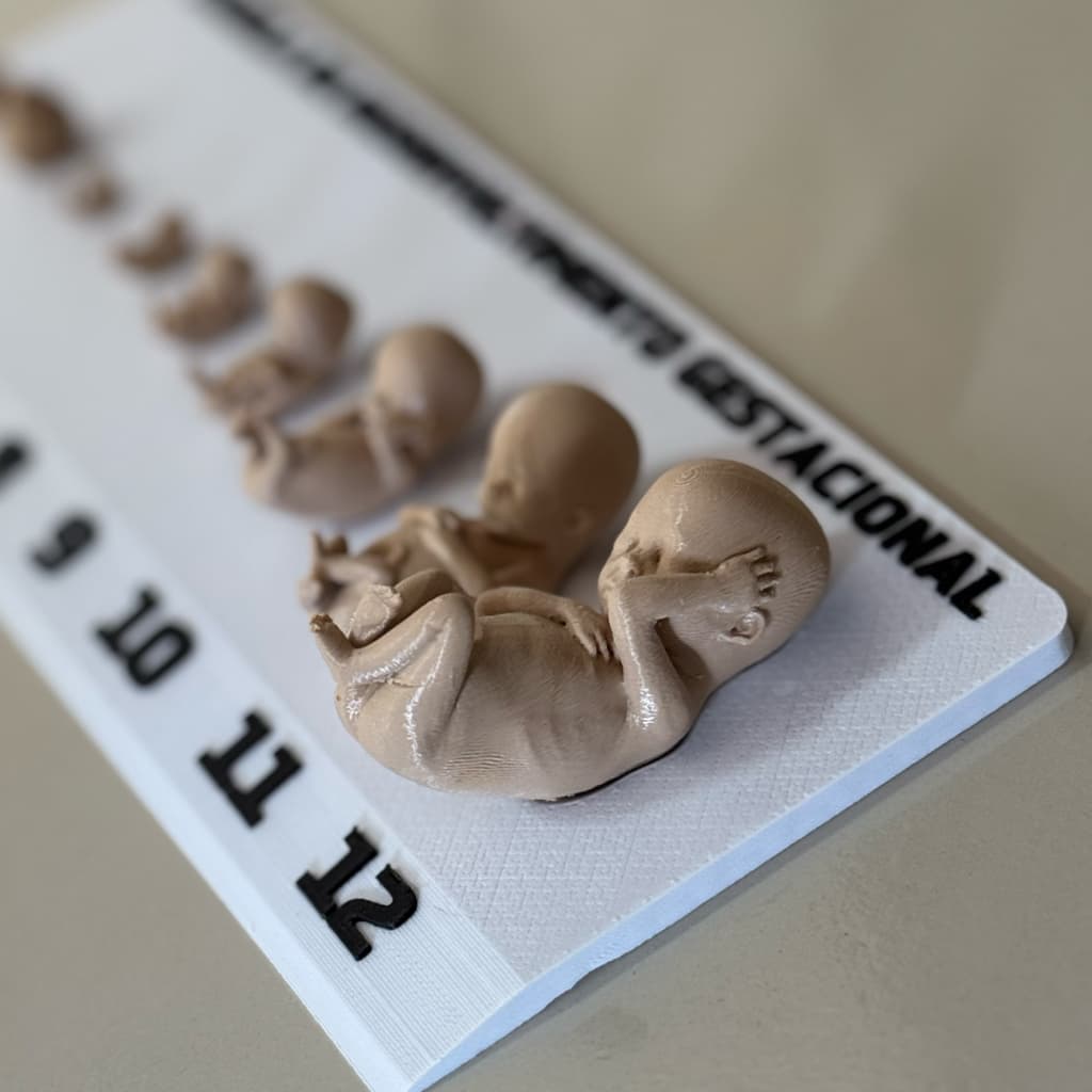 Tabela Gestacional Fetos Em 3d Plástico Cor Natural Com Base