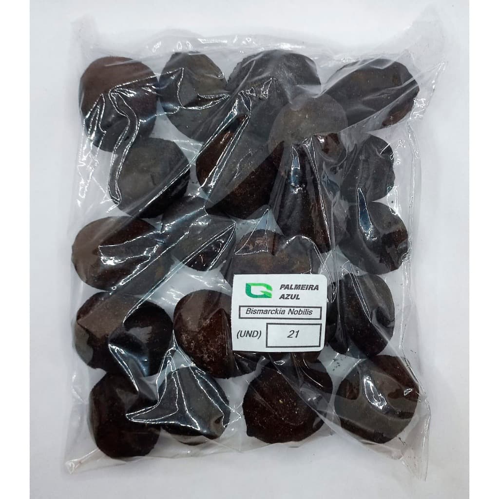 20 Sementes de Palmeira Azul Selecionadas