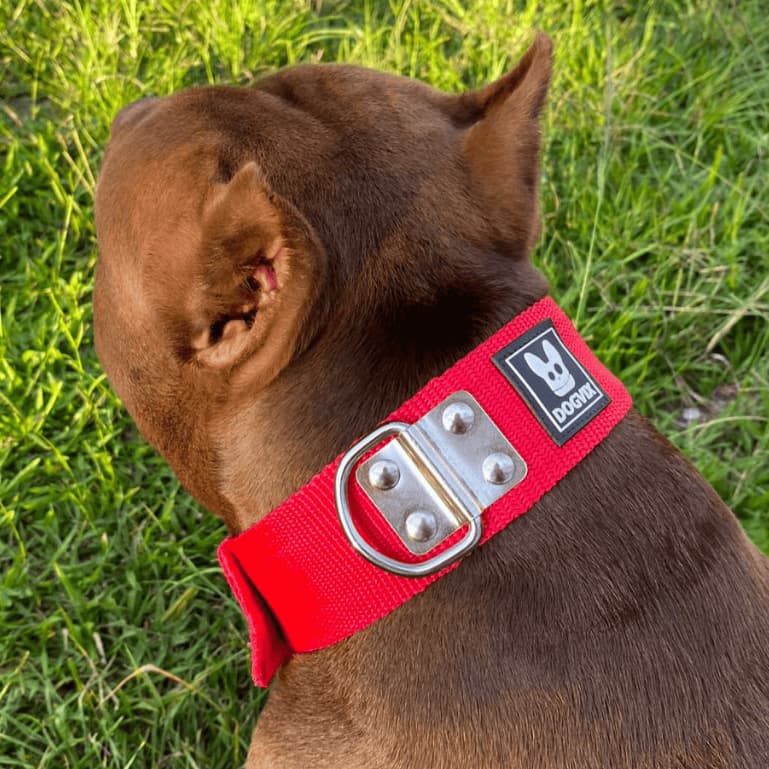 Coleira Nylon Para Cachorro Raças de Grande Porte Pet Pitbul Reforçada - Original Dogvix