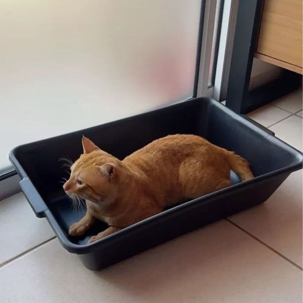 Caixa de Areia para Gato Grande - Caixa Areia Gato