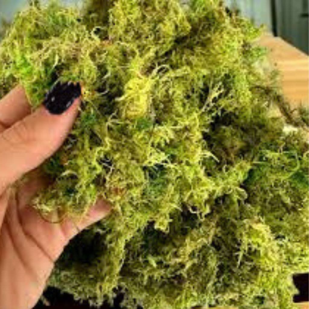 Kit 4 Pacotes de Musgo Natural cada Pacote com 40g