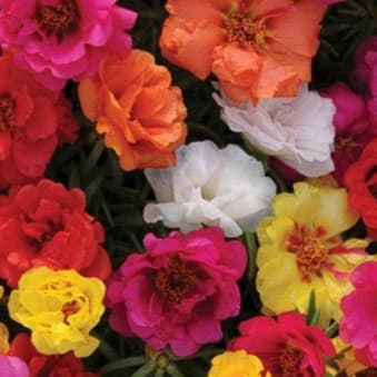 50 Sementes Onze Horas GRANDIFLORA DOBRADA SORTIDA