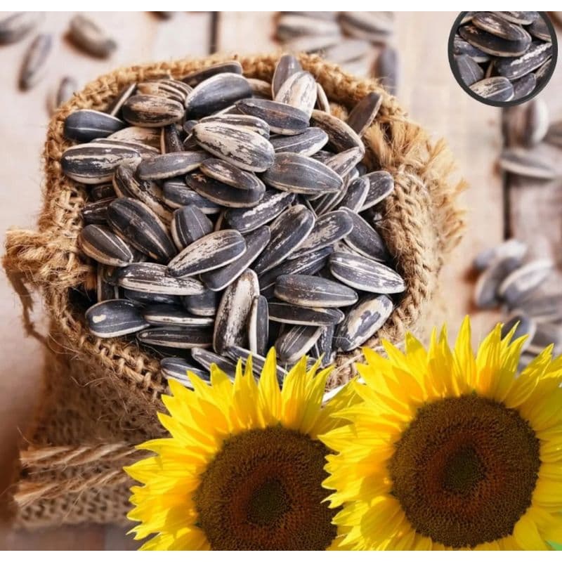 pacote com 1000 sementes de girassol gigante para plantio