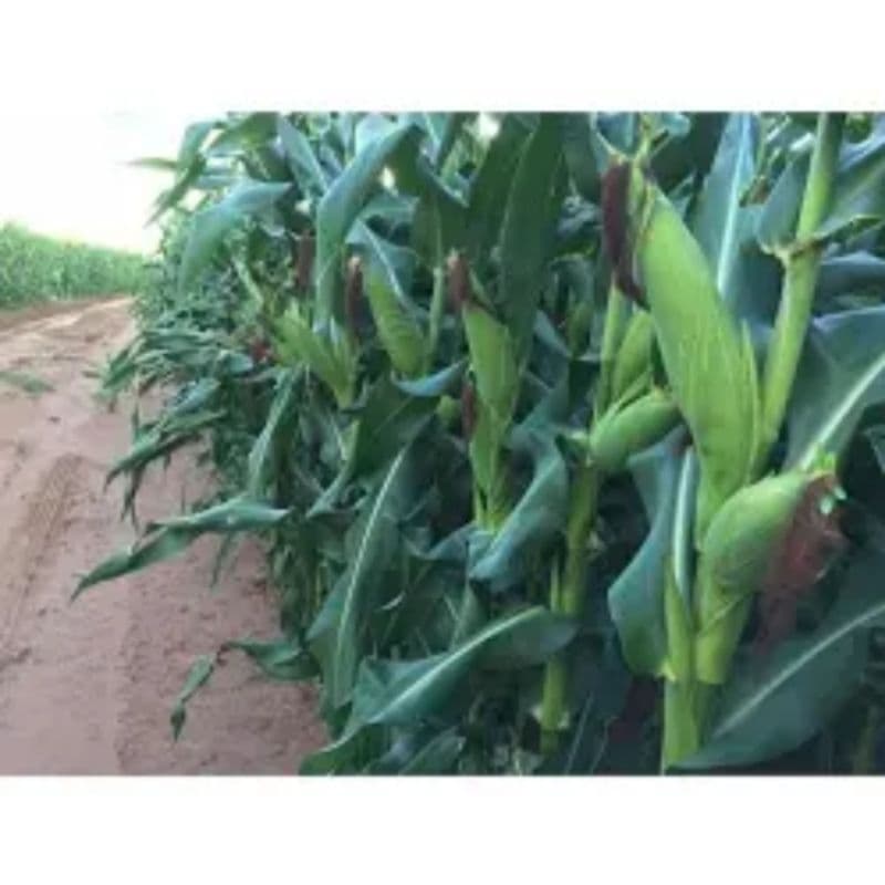 Sementes de milho pamonha NÃO TRANSGÊNICO 300 unidades