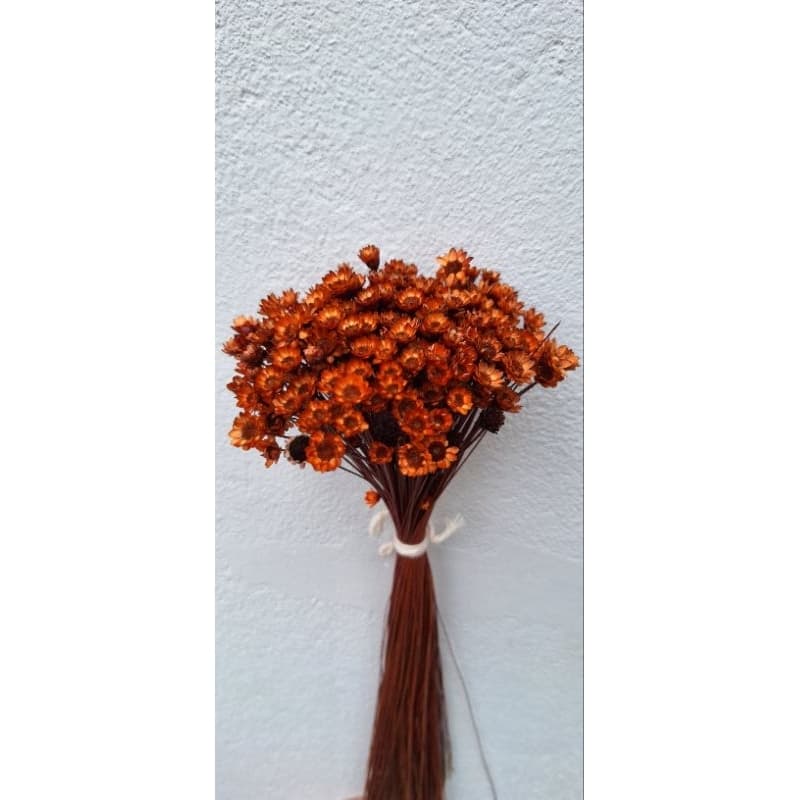 Sempre Viva Florzinha Marrom Terracota I kit com ate 600 flores selecionadas