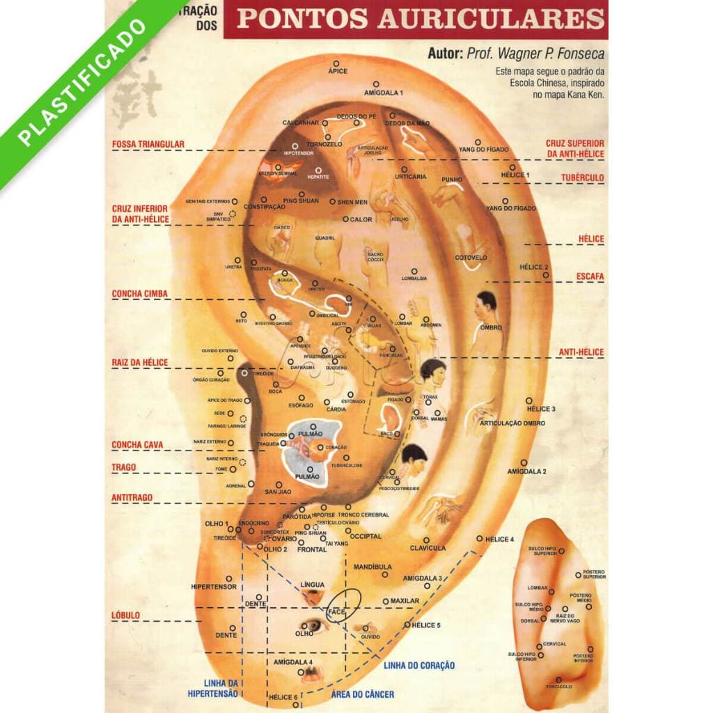 Mapa Pontos Auriculares - Acupuntura Auricular, Auriculoterapia A4 Plastificado