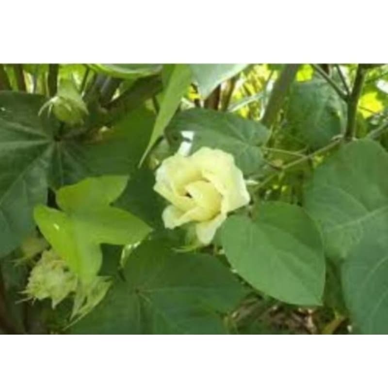 25 FOLHAS FRESCAS DE ALGODÃO