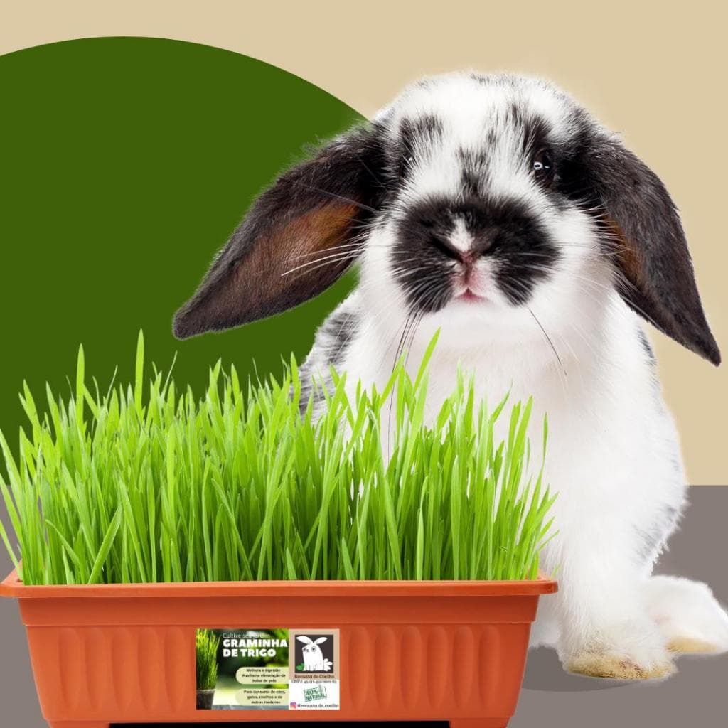 Kit Plantas para Pets - Coelhos, Porquinho da Índia, Hamster, Cão e Gato