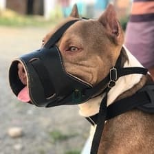 Focinheira para cachorros de Médio e Grande Porte Pitbull Rottweiler Pitbull Husky American