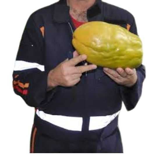 120 sementes maracujá açu gigante  famoso maracujá melão