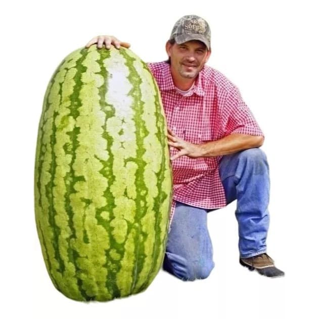 30 sementes melancia gigante do congo super doce