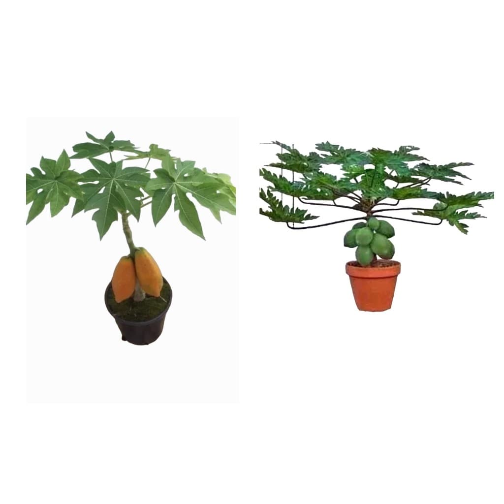 Mamão Anão Do Amazonas Papaya Vaso Frete Gratis 50 Sementes