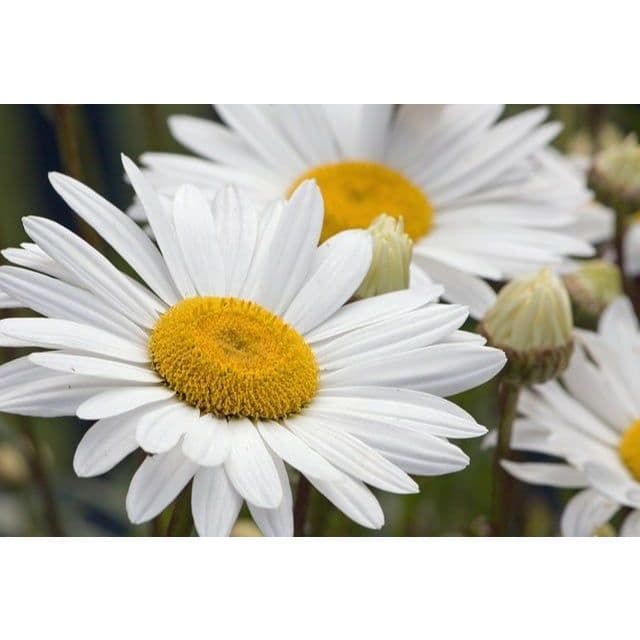 Margarida Gigante branca - Pacote com 200 sementes