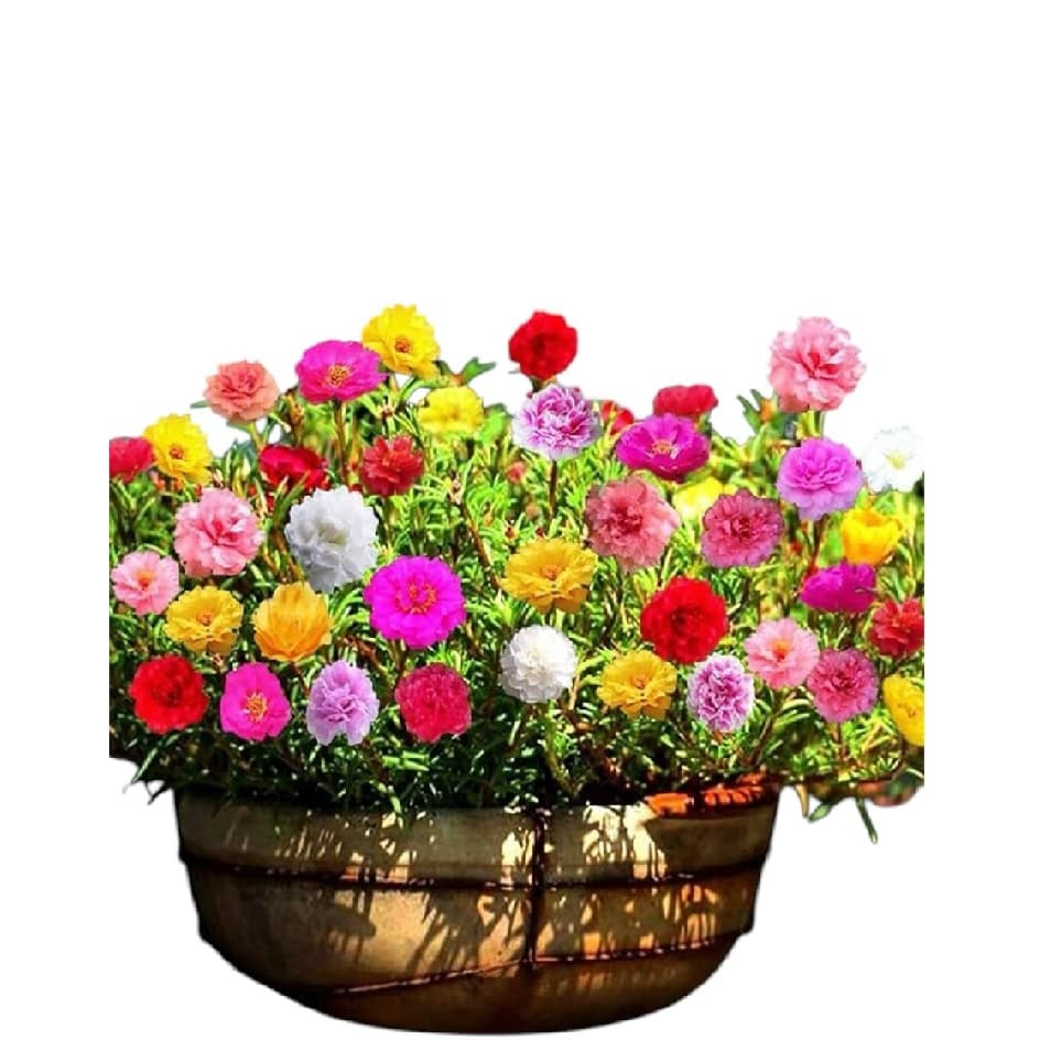 5.000 mil sementes de portulacas sortidas e gigantes