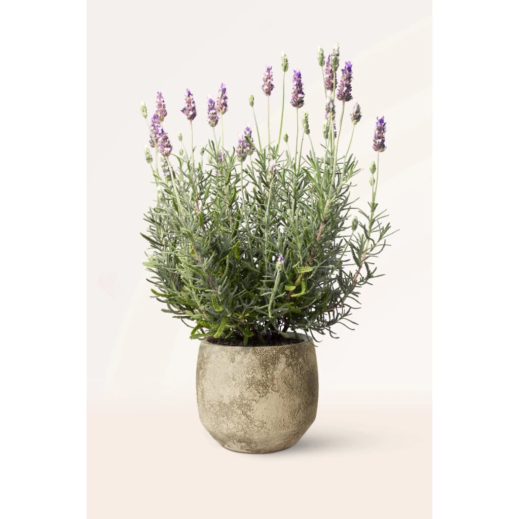 1 Pacote de Semente Variada,  Hortaliças, Frutas, Flores, Temperos ou Pimentas