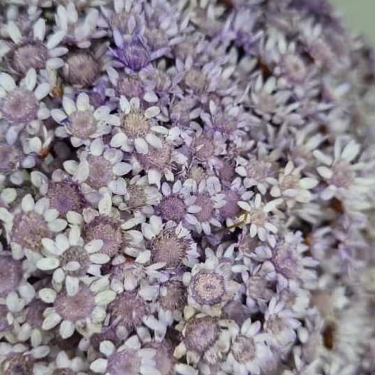 300 aprox mosquitinhos Flor Sempre Viva Natural - para lembrancinhas e artesanato e geral