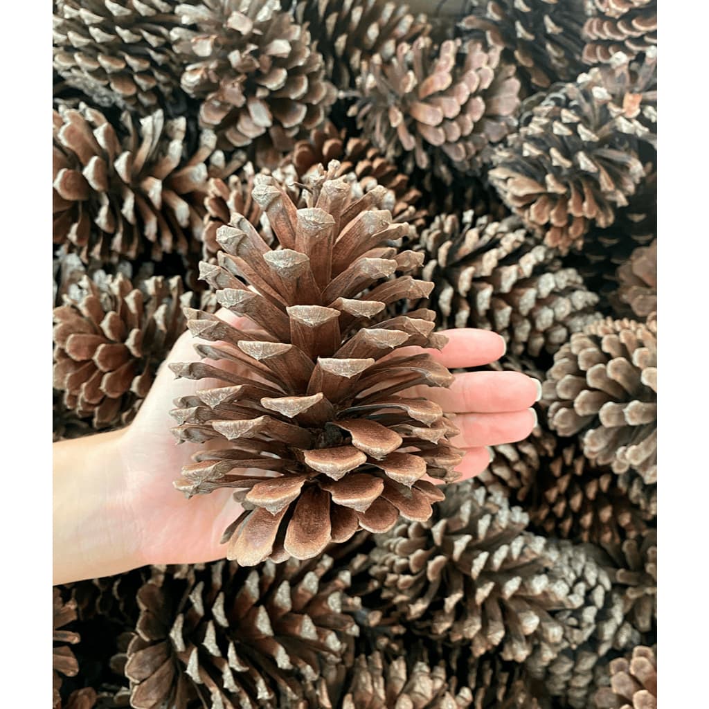 Pinhas Natural Rústica Enriquecimento Ambiental Desgaste dos Dentes Hamster, Gerbi, Topolino, Twister