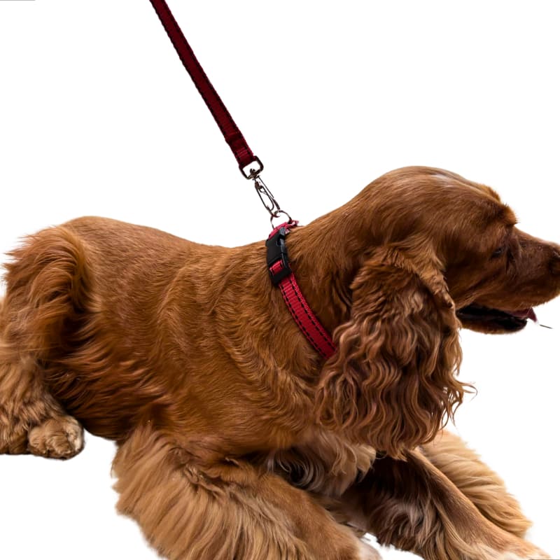 Coleira Para Cachorro Ajustável Conjunto Coleira + Guia Cão Pequeno, Médio e Grande Porte