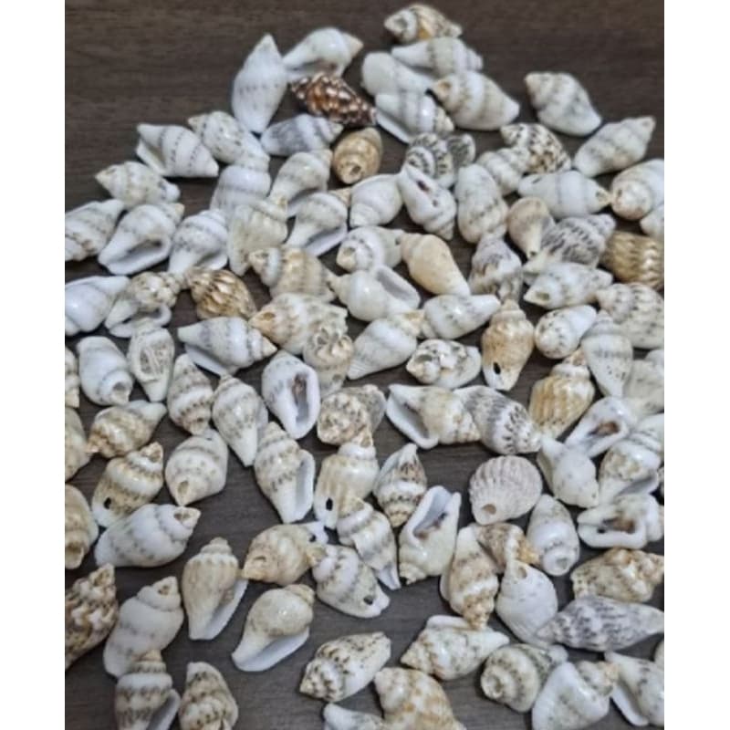 Conchas Do Mar Natural com furo 10×15 mm marinhas Rajadas cabelos, Tranças bijuterias kit com 50/100 unidades