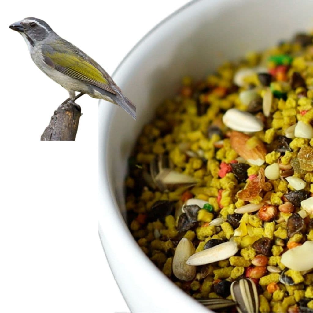 Ração Para Trinca Ferro Pixarro Torneio Extrusada Premium Estimula o Canto 500 g