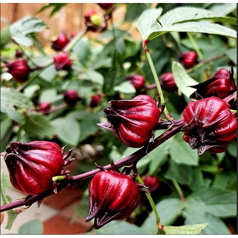 50 Sementes de hibisco vinagreira/cuxá/azedinha/cuchá para plantio
