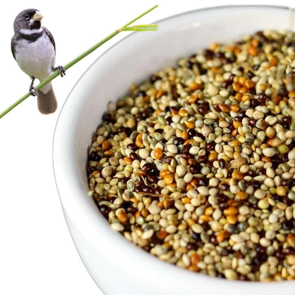 Coleiro Nutrição Ração Premium Especial Mistura Papa Capim 500 G